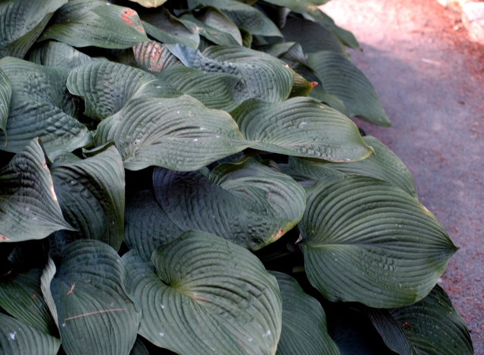 Hosta - Hosta hybrid 'Blue Angel' from How Sweet It Is