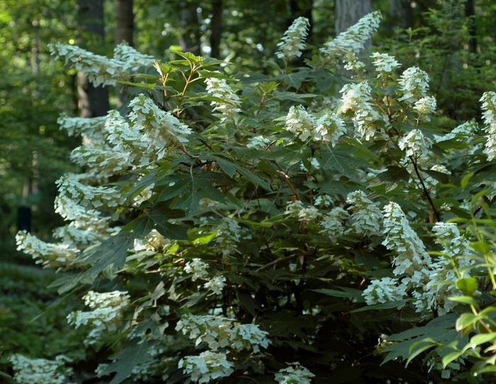 Hydrangea Oakleaf - Hydrangea quercifolia 'Alice' from How Sweet It Is