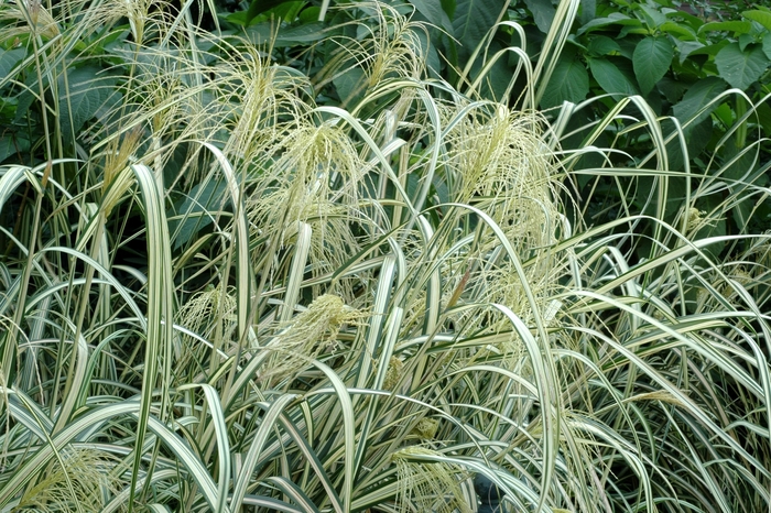 Maiden Grass - Miscanthus sinensis 'Cosmopolitan' from How Sweet It Is