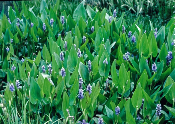 Pickerelweed - Pontederia cordata from How Sweet It Is