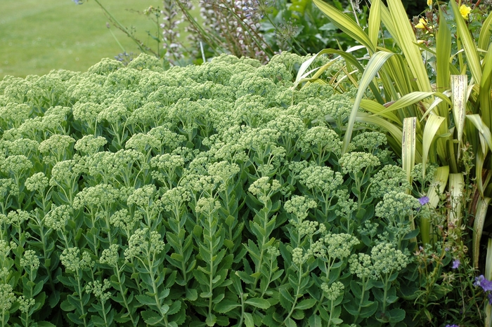 'Autumn Joy' - Sedum hybrid from How Sweet It Is