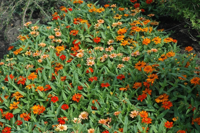 Zinnia - Zinnia hybrid 'Profusion Mix' from How Sweet It Is