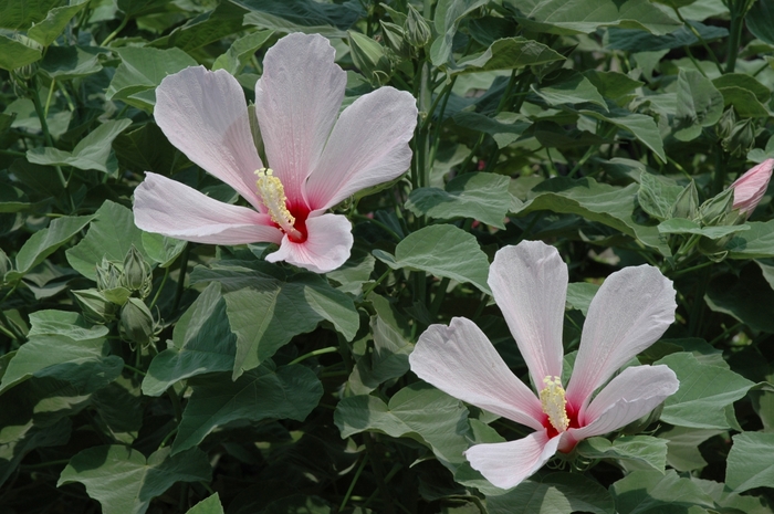 Hibiscus - Hibiscus grandiflorus from How Sweet It Is