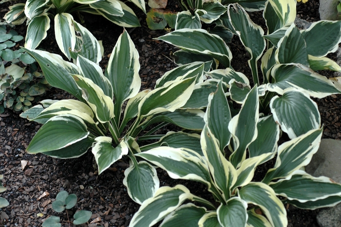 Hosta - Hosta 'Patriot' from How Sweet It Is