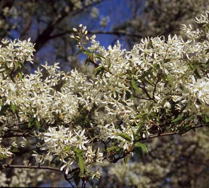 Serviceberry - Amelanchier canadensis from How Sweet It Is