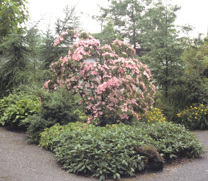 Dogwood - Cornus kousa 'Satomi' from How Sweet It Is