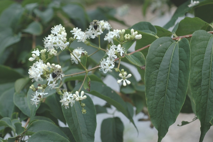 Seven Son Flower - Heptacodium miconioides from How Sweet It Is