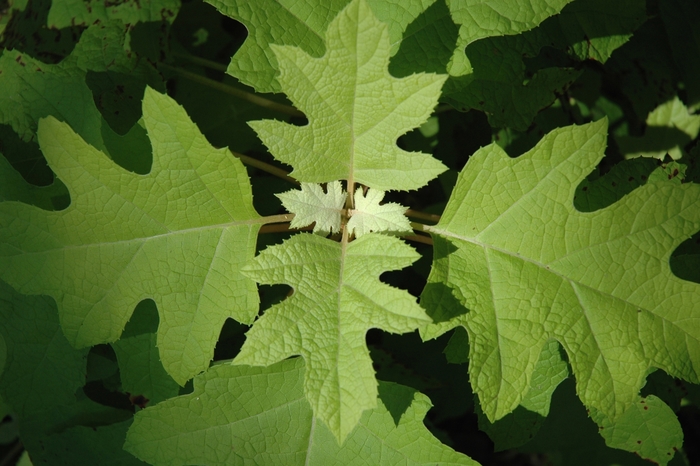 Hydrangea Oakleaf - Hydrangea quercifolia 'Little Honey' from How Sweet It Is