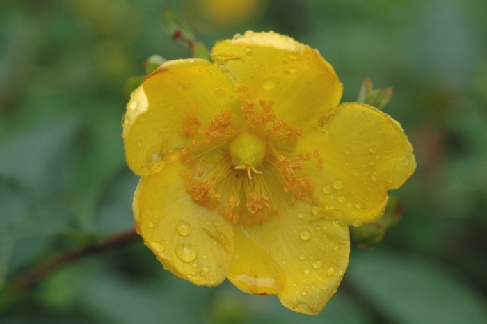 St. Johnswort - Hypericum 'Hidcote' from How Sweet It Is