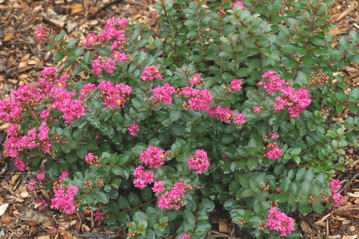 Crape Myrtle - Lagerstroemia indica 'Pocomoke' from How Sweet It Is