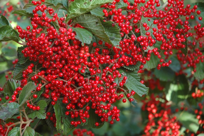 Viburnum - Viburnum dilatum 'Linden' from How Sweet It Is