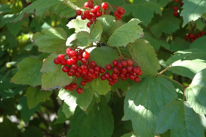 Viburnum - Viburnum trilobum 'American Cranberry' from How Sweet It Is