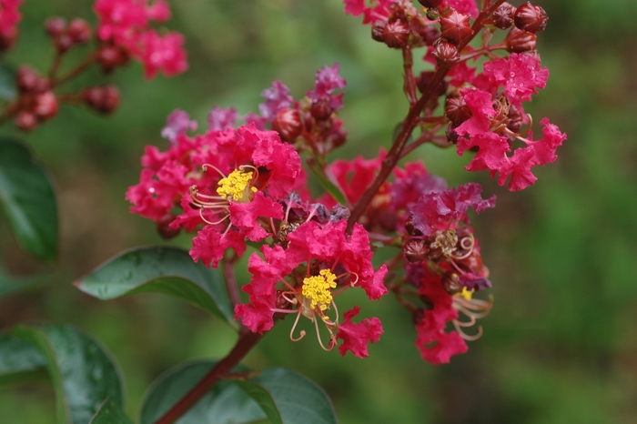 Crape Myrtle - Lagerstroemia indica 'Dynamite' from How Sweet It Is