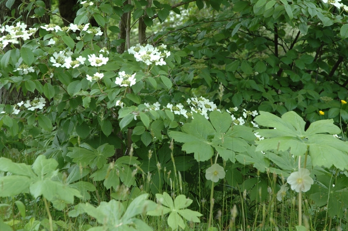 Viburnum - Viburnum plicatum from How Sweet It Is