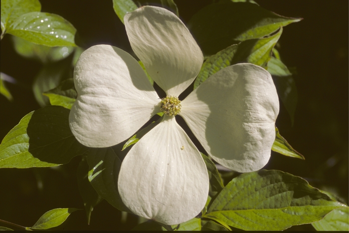 Dogwood - Cornus x 'Celestial' from How Sweet It Is