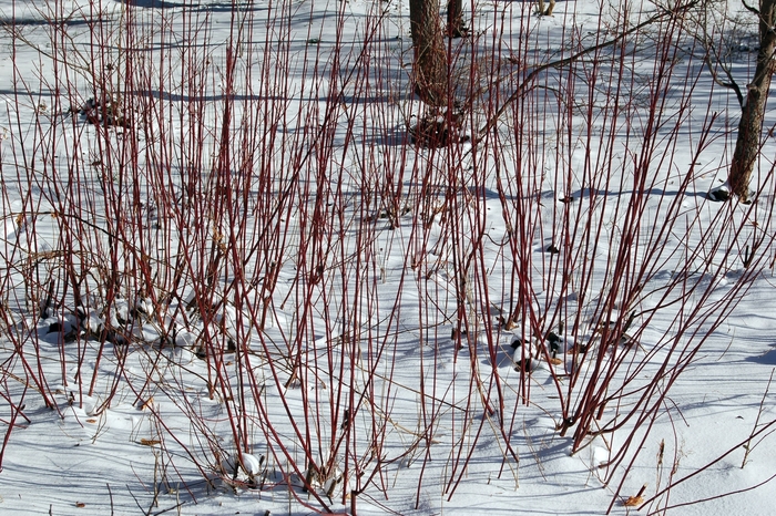 Dogwood - Cornus sericea 'Red Osier ' from How Sweet It Is