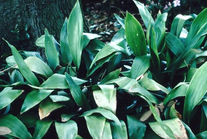 Sacred Lily - Rohdea japonica from How Sweet It Is