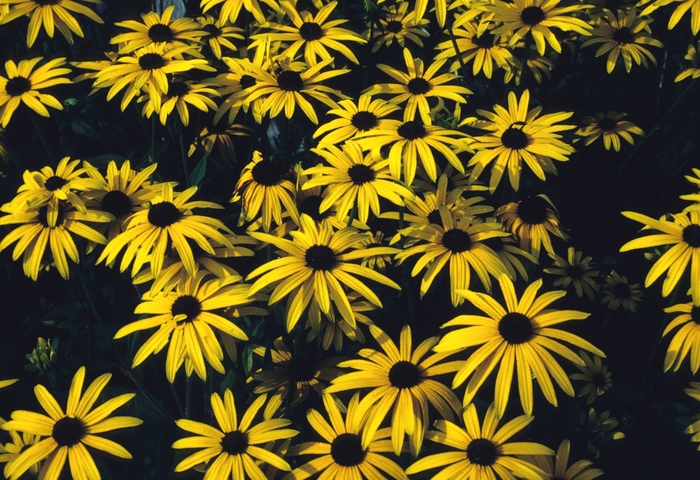 Black-eyed Susan - Rudbeckia fulgida var. deamii from How Sweet It Is