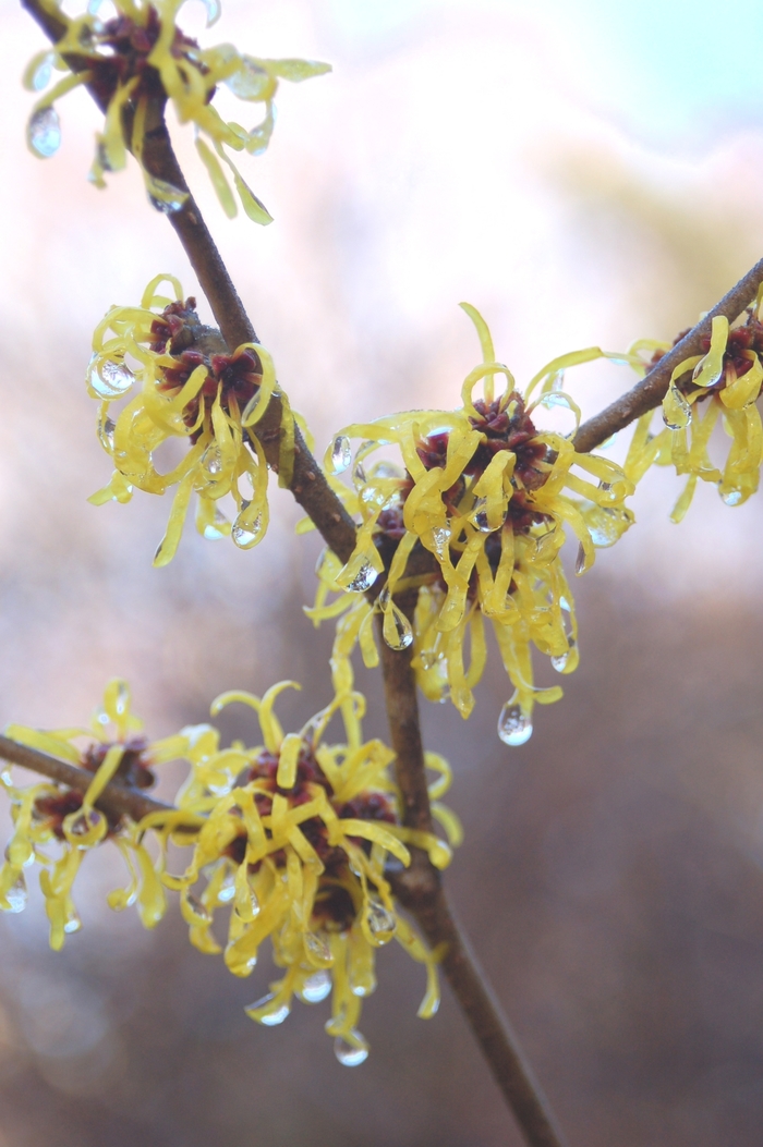 Witchhazel - Hamamelis mollis from How Sweet It Is