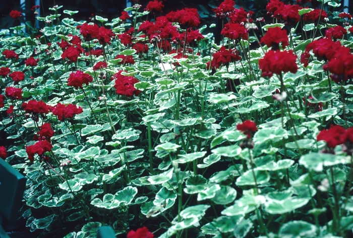 Geranium - Pelargonium x hortorum 'William Languth' from How Sweet It Is