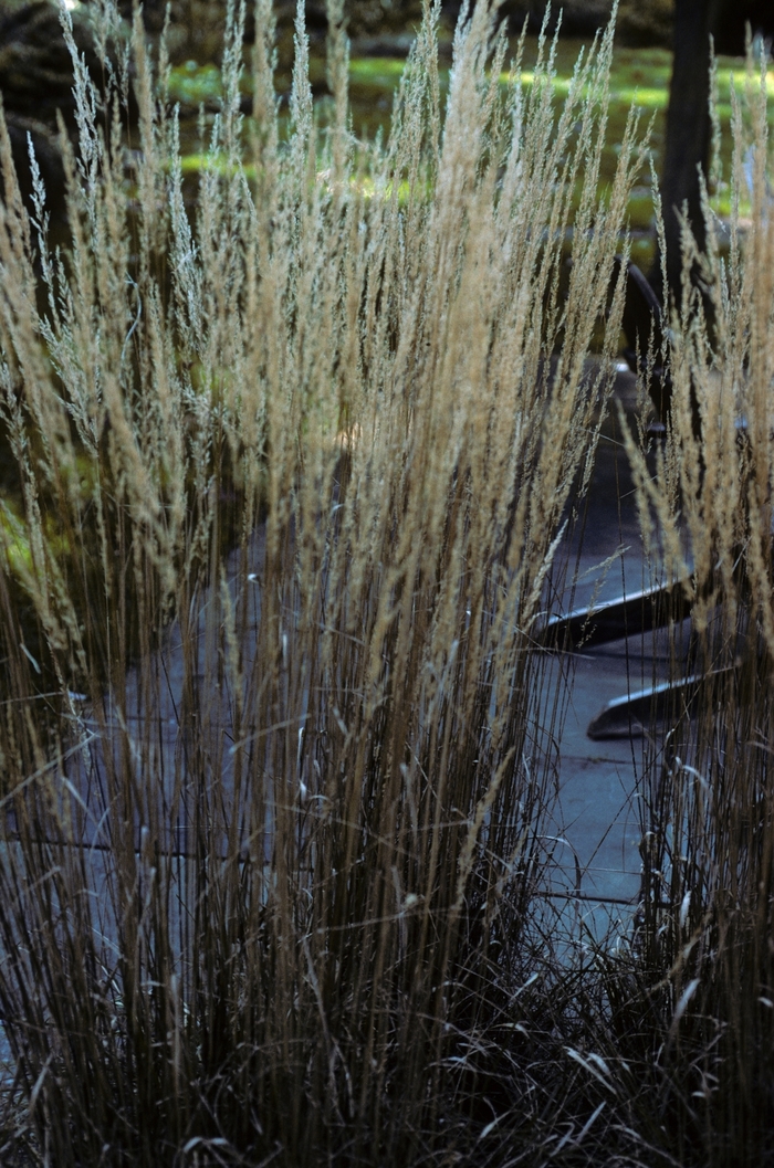 Feather Reed Grass - Calamagrostis x acutiflora 'Stricta' from How Sweet It Is