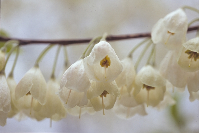 Silverbell - Halesia tetraptera 'Carolina' from How Sweet It Is