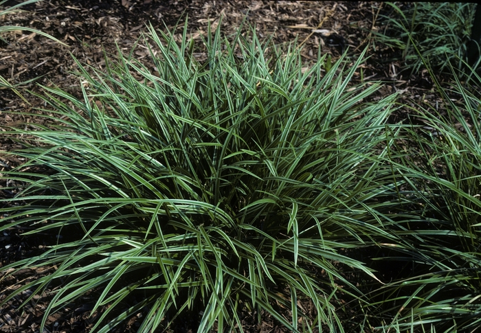 Sedge - Carex fortunei 'Aurea Marginata' from How Sweet It Is