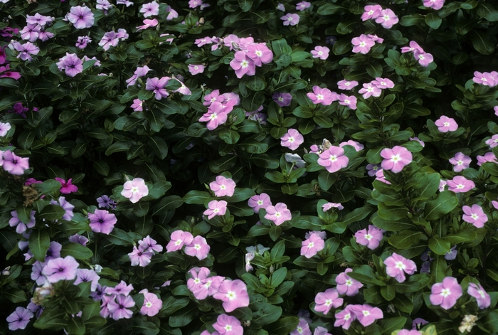 Madagascar Periwinkle - Catharanthus roseus 'Blue Pearl' from How Sweet It Is