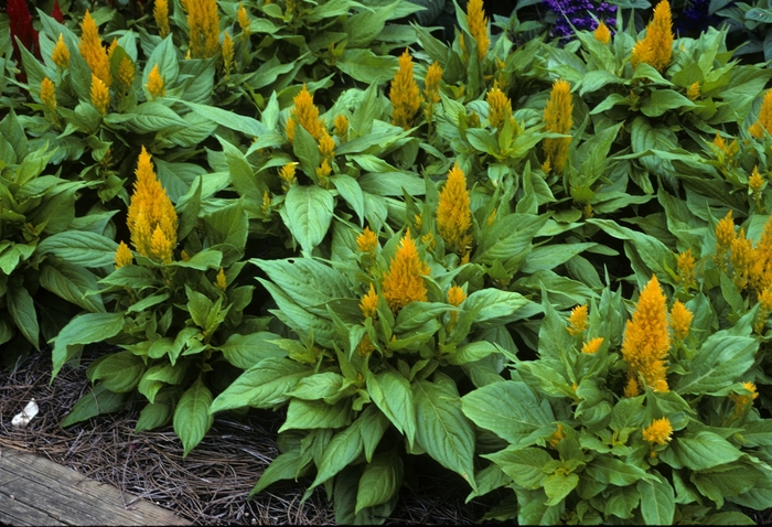 Feather Celosia - Celosia argentea plumosa 'Fresh Look Yellow' from How Sweet It Is