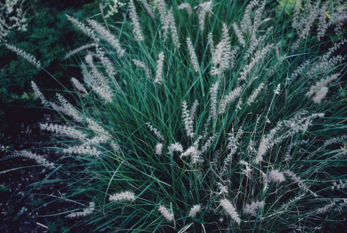 Fountain Grass - Pennisetum orientale from How Sweet It Is