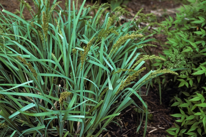 Blue Sedge - Carex glauca from How Sweet It Is