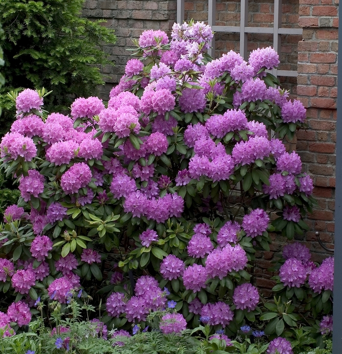 Rhododendron - Multiple Varieties from How Sweet It Is