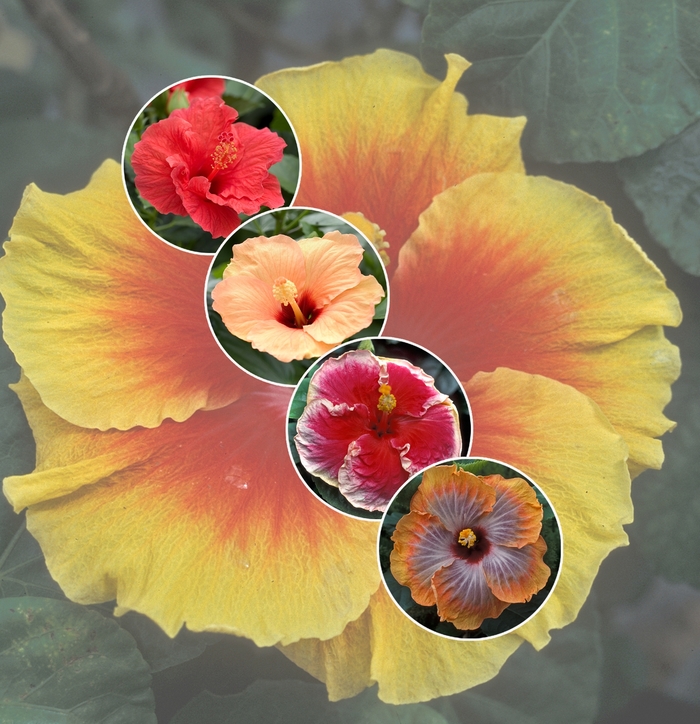 Hibiscus - Tropical - Multiple Varieties from How Sweet It Is