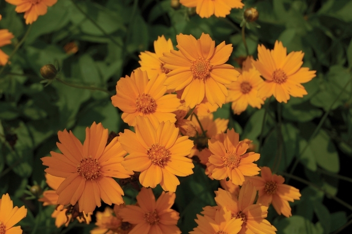 Dwarf Tickseed - Coreopsis auriculata 'Nana' from How Sweet It Is