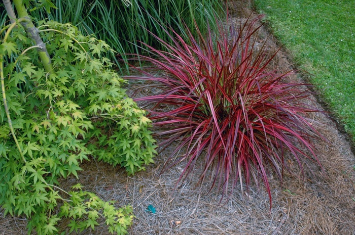 Graceful Grasses® 'Fireworks' - Pennisetum setaceum 'Rubrum' from How Sweet It Is