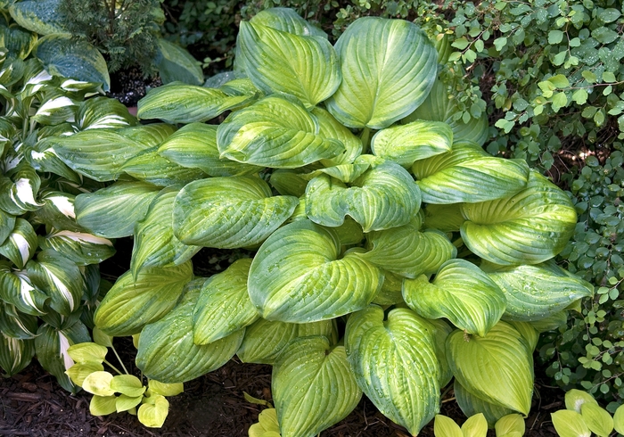 Hosta - Hosta 'Guacamole' from How Sweet It Is