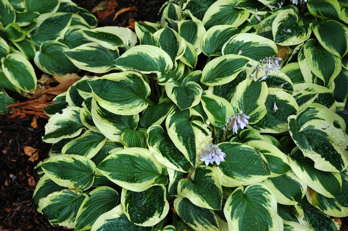 Hosta - Hosta 'Wide Brim' from How Sweet It Is