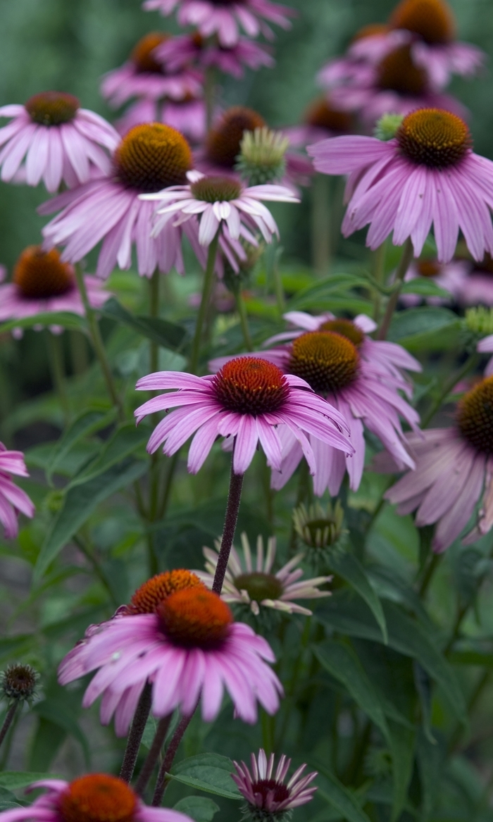 Coneflower - Echinacea 'Magnus' from How Sweet It Is