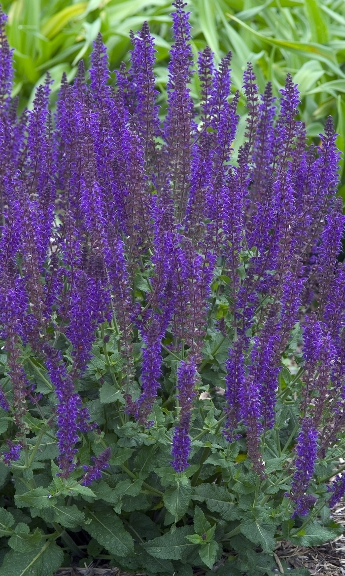 'May Night' - Salvia x sylvestris from How Sweet It Is