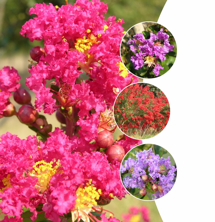 Crape Myrtle - Lagerstroemia from How Sweet It Is