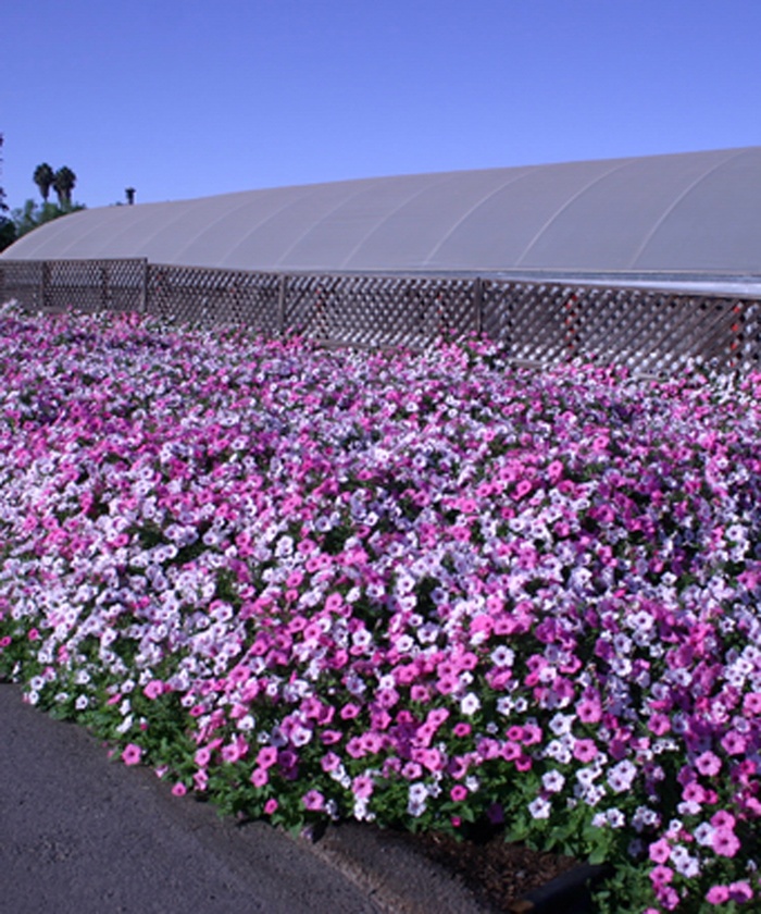 Supertunia Vista® Silverberry - Petunia hybrid from How Sweet It Is