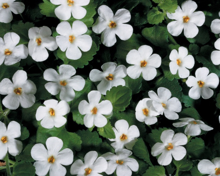 Snowstorm® Giant Snowflake® - Sutera cordata from How Sweet It Is