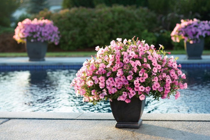 Supertunia Vista® Bubblegum® - Petunia hybrid from How Sweet It Is