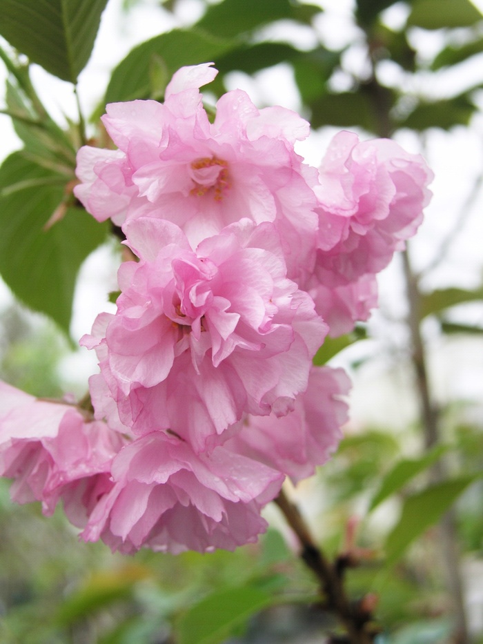 Cherry Ornamental - Prunus serrulata 'Kwanzan' from How Sweet It Is