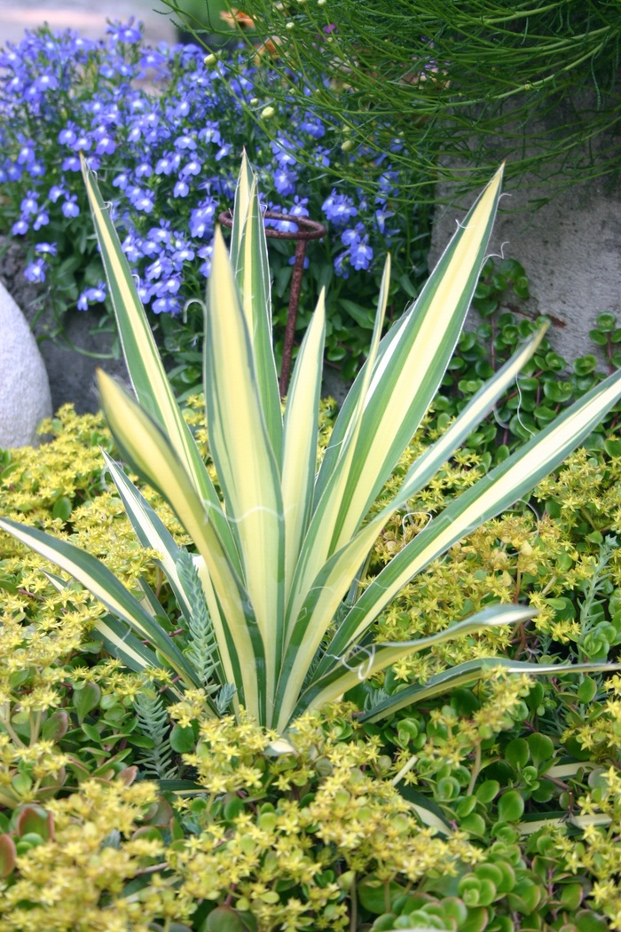 Yucca - Yucca filamentosa 'Color Guard' from How Sweet It Is