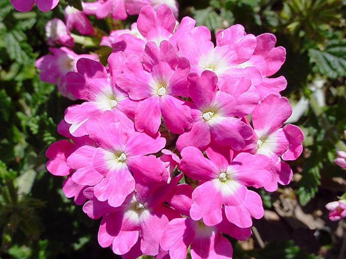 Homestead Pink Verbena - Verbena canadensis 'Homestead Pink' from How Sweet It Is