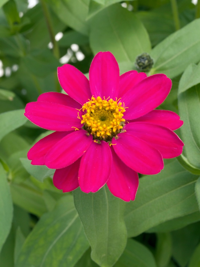 Zinnia - Zinnia hybrid 'Profusion Cherry' from How Sweet It Is