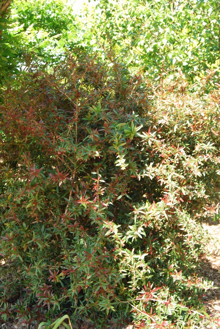 Barberry - Berberis julianae 'Spring Glory' from How Sweet It Is