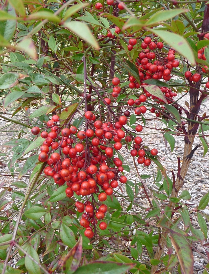 Nandina - Nandina domestica from How Sweet It Is