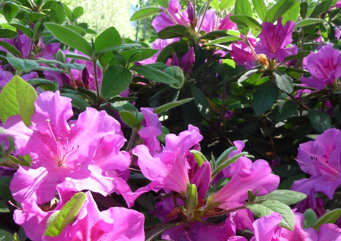 Azalea - Rhododendron hybrid 'Encore® Autumn Royalty®' from How Sweet It Is